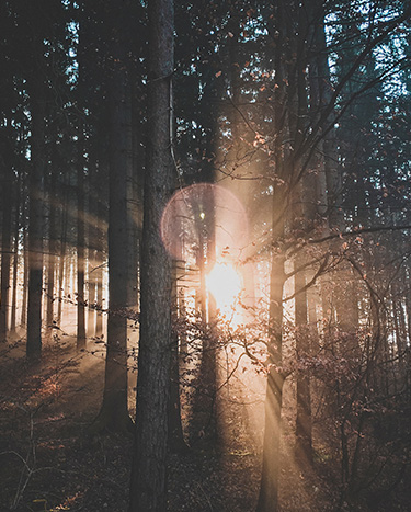 Lichtdurchfluteter Wald